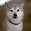 Nikko (1)